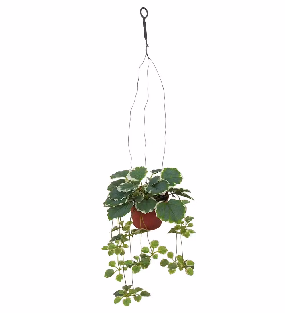 Saxifraga i potte