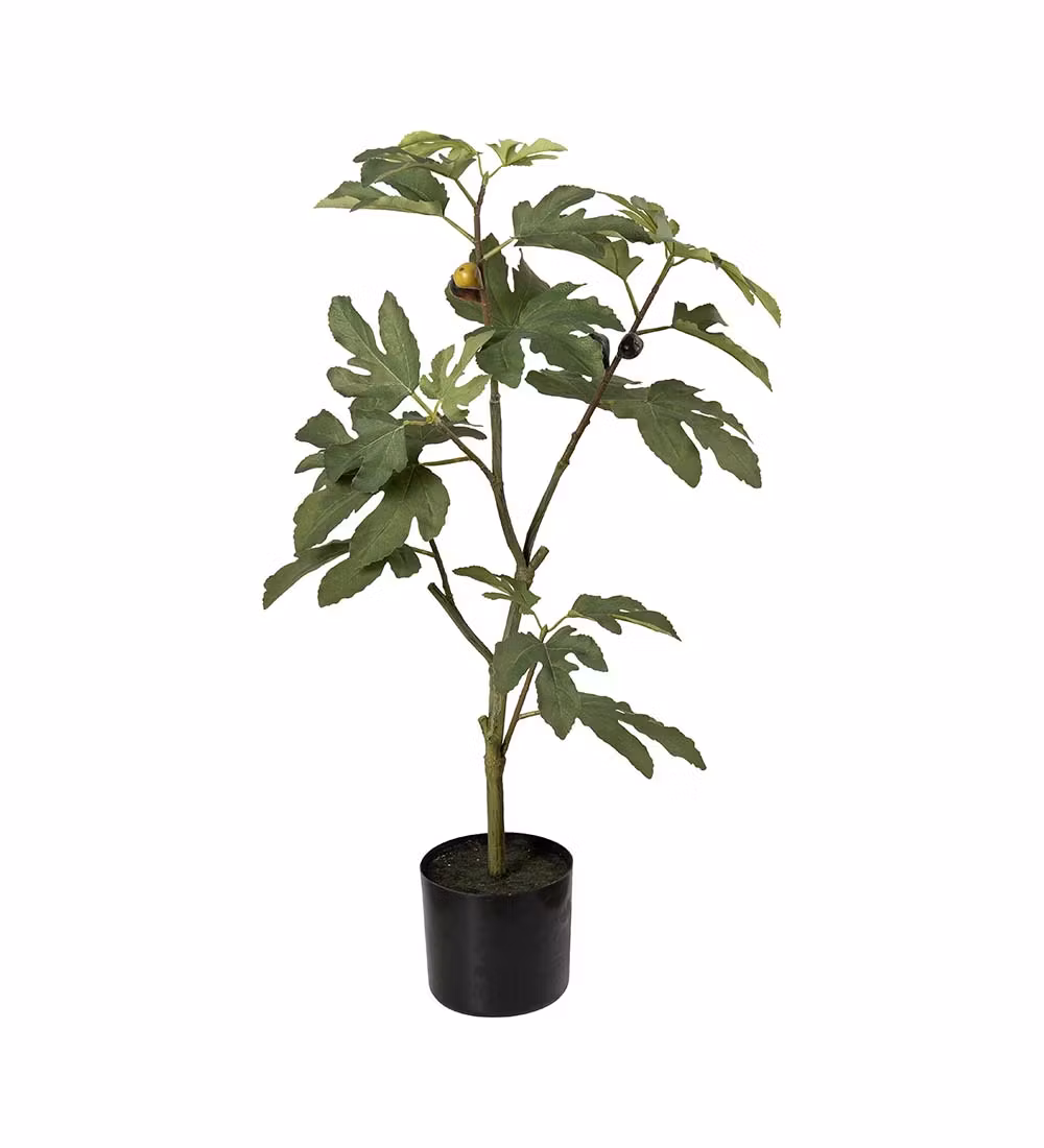 Figentræ