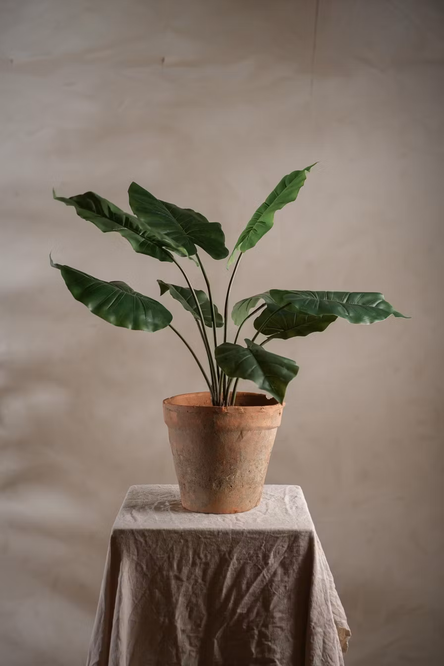 Grøn Alocasia i potte