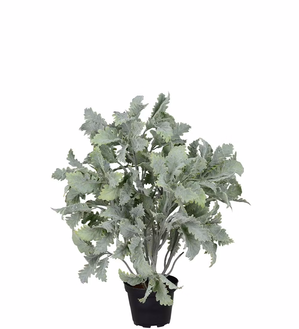 Grøn Sølveg