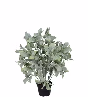 Grøn Sølveg