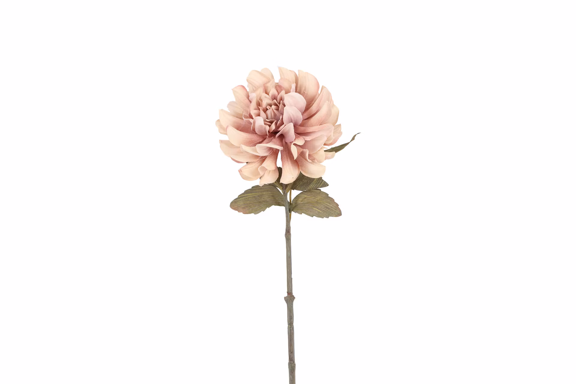 Dahlia lys rosa