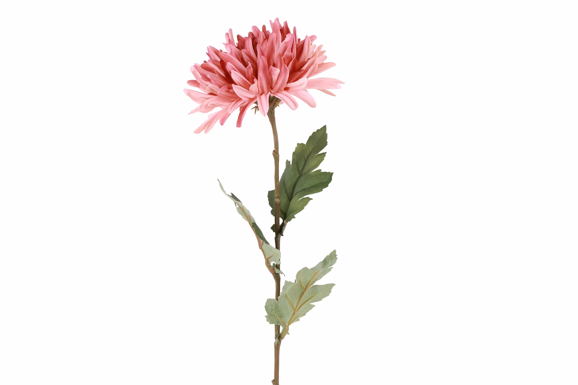 Chrysanthemum rosa