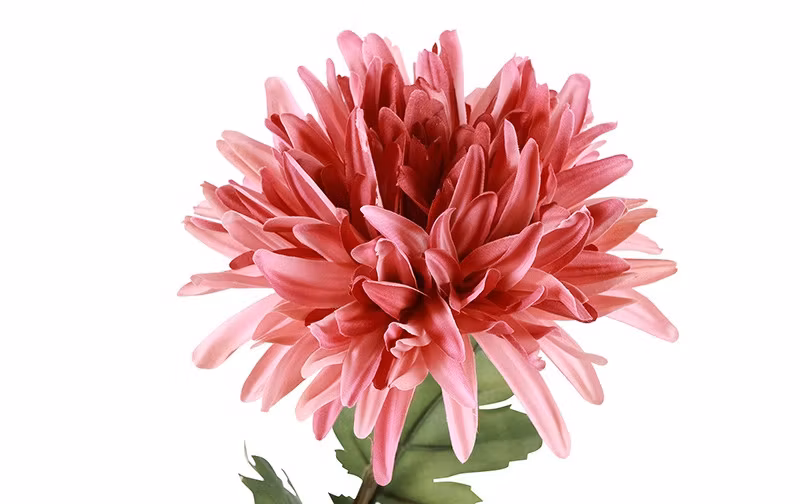 Chrysanthemum rosa