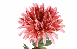Chrysanthemum rosa