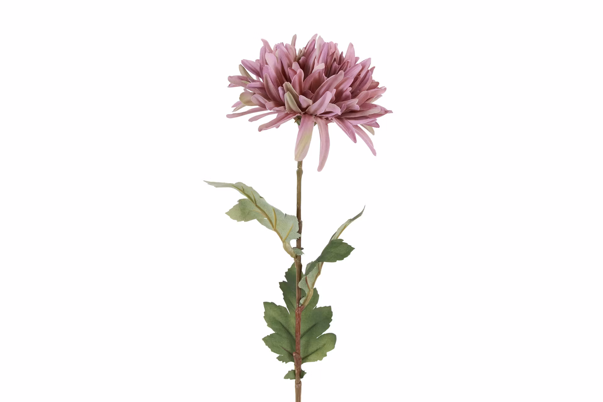 Chrysanthemum lilla