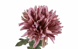 Chrysanthemum lilla