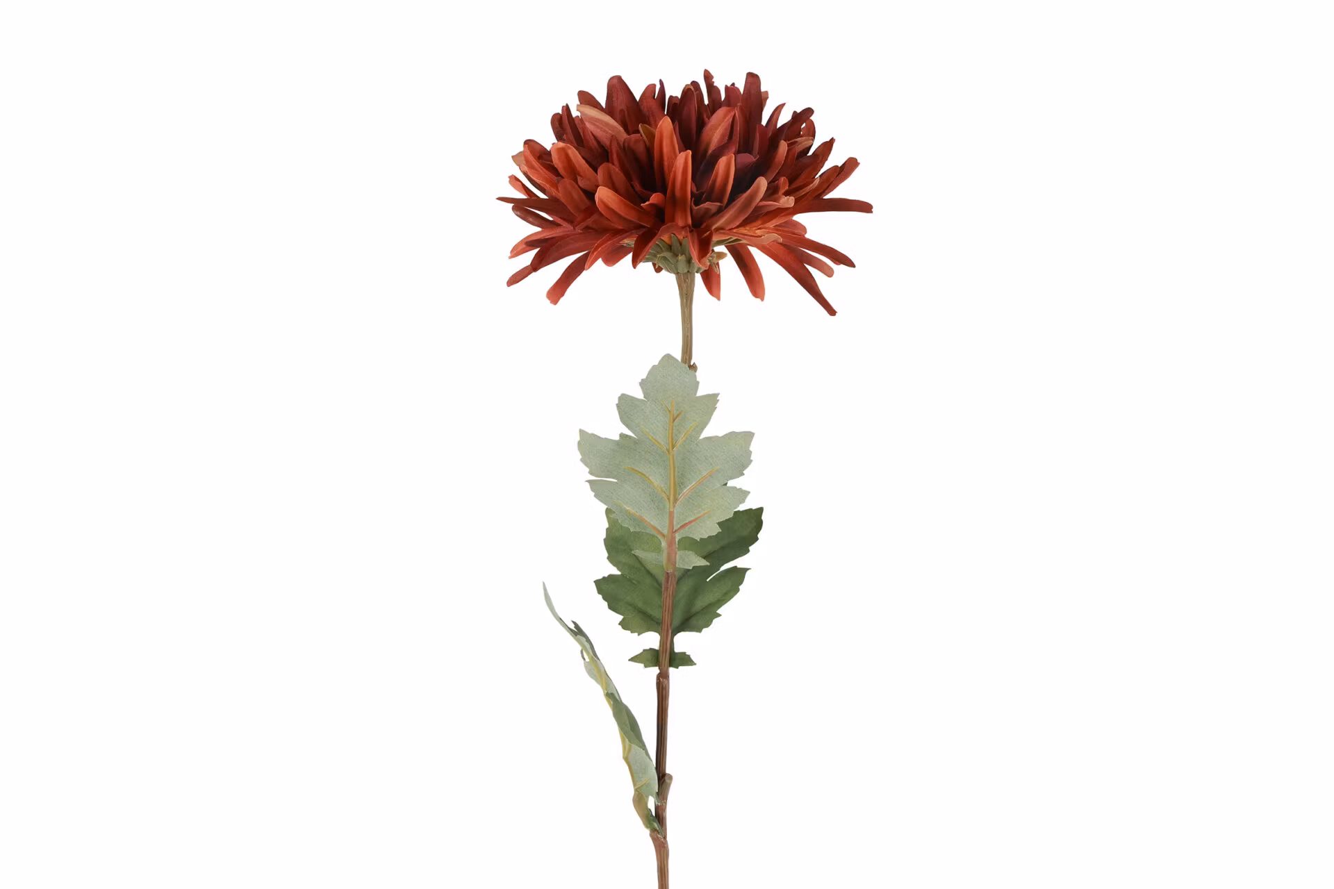 Chrysanthemum Bourgogne