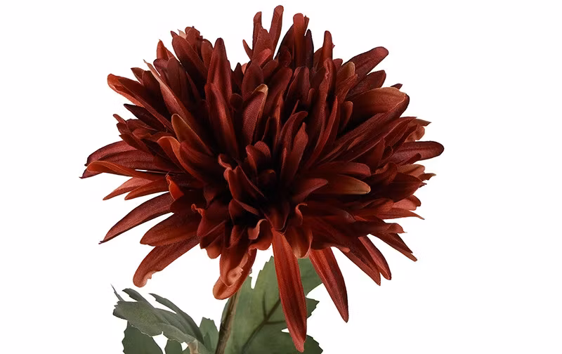 Chrysanthemum Bourgogne