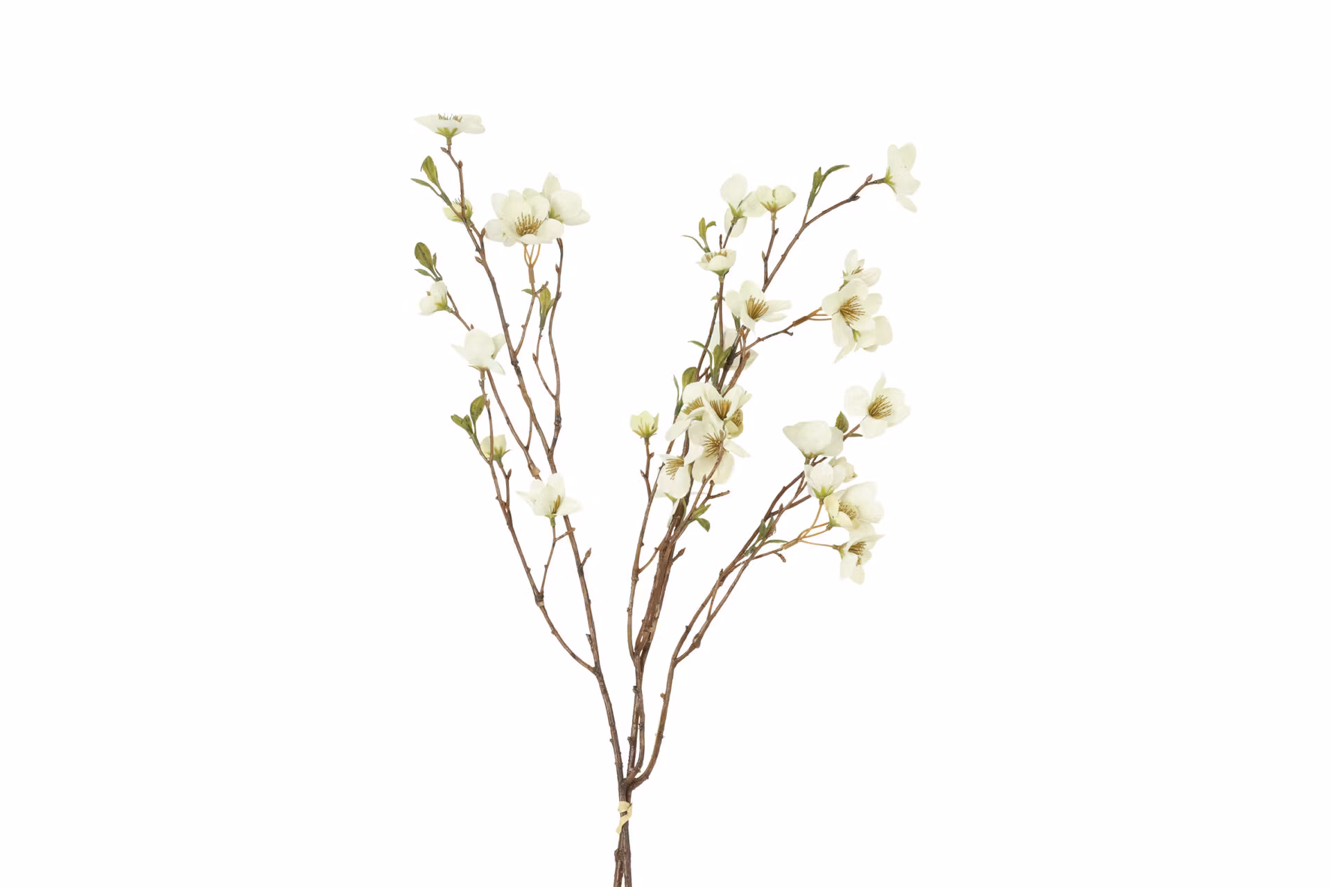 Helleborus bundt 2 stk hvid