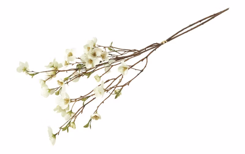 Helleborus bundt 2 stk hvid