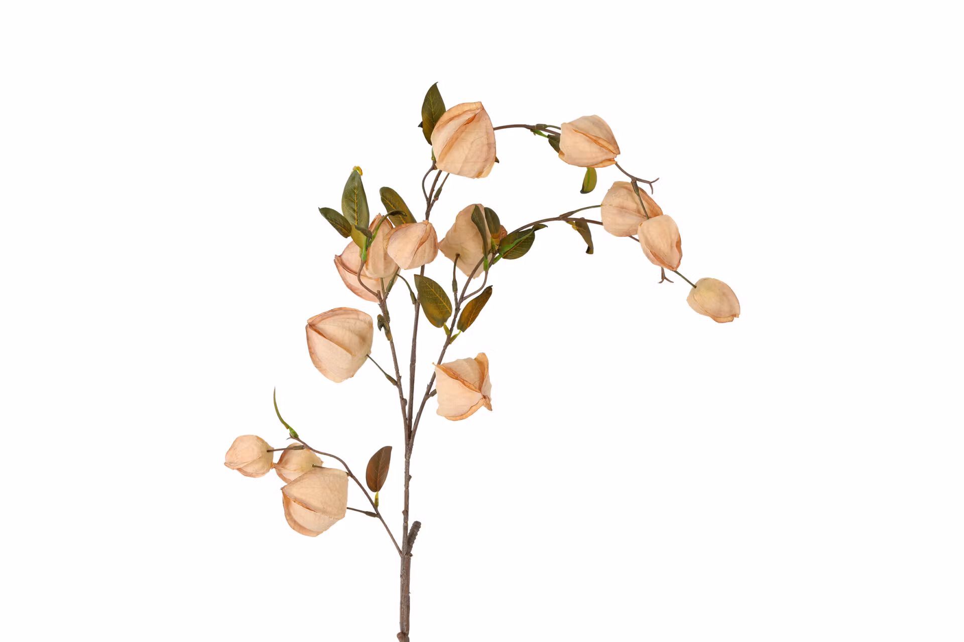 Physalis sand