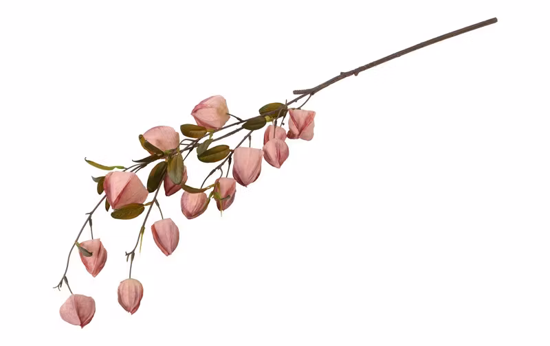 Physalis lys rosa