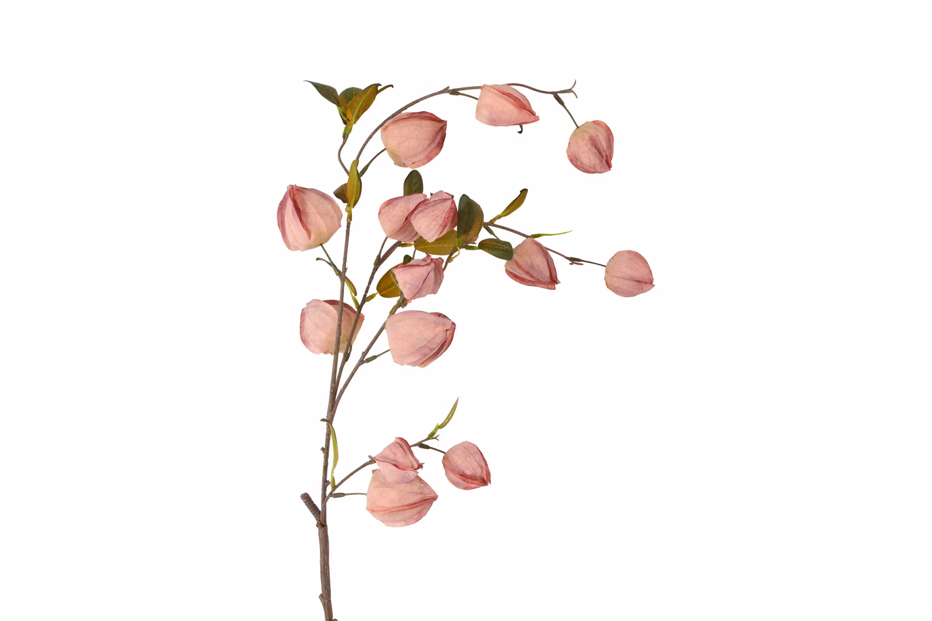 Physalis lys rosa