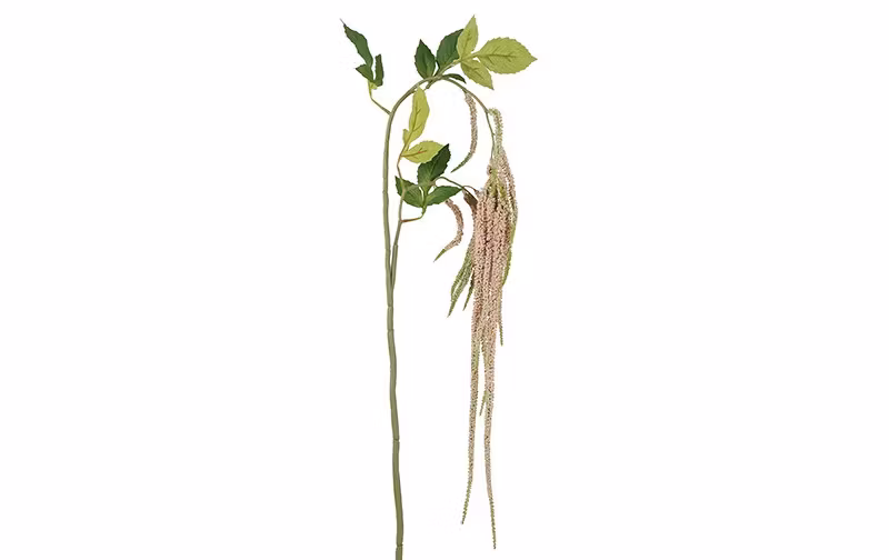 Amaranthus rosa