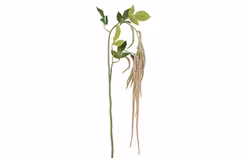 Amaranthus rosa
