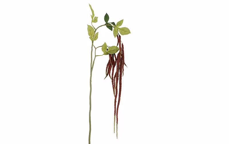 Amaranthus bordeaux