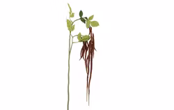 Amaranthus bordeaux