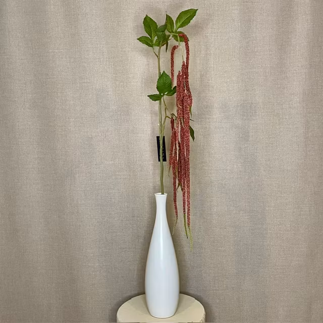 Amaranthus bordeaux