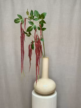 Amaranthus bordeaux