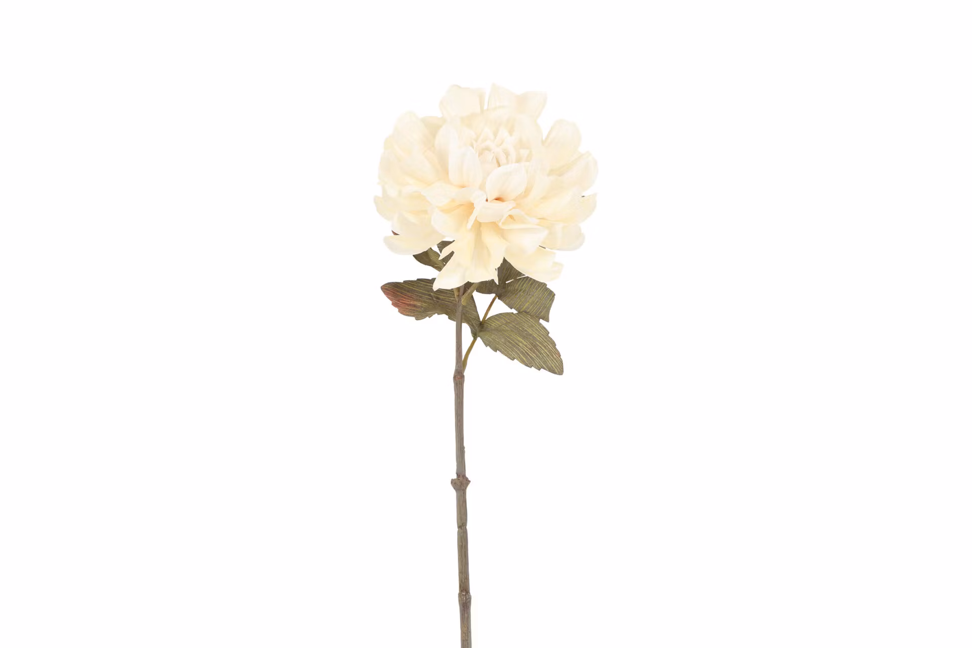 Dahlia lys Creme