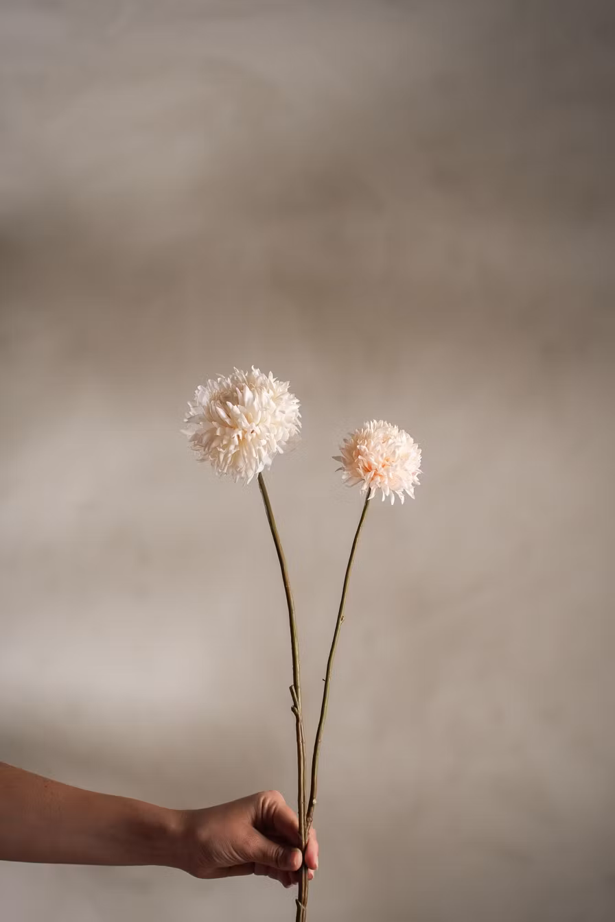 Chrysanthemum Real touch