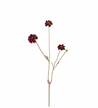 Chokoladeblomst/Coreopsis