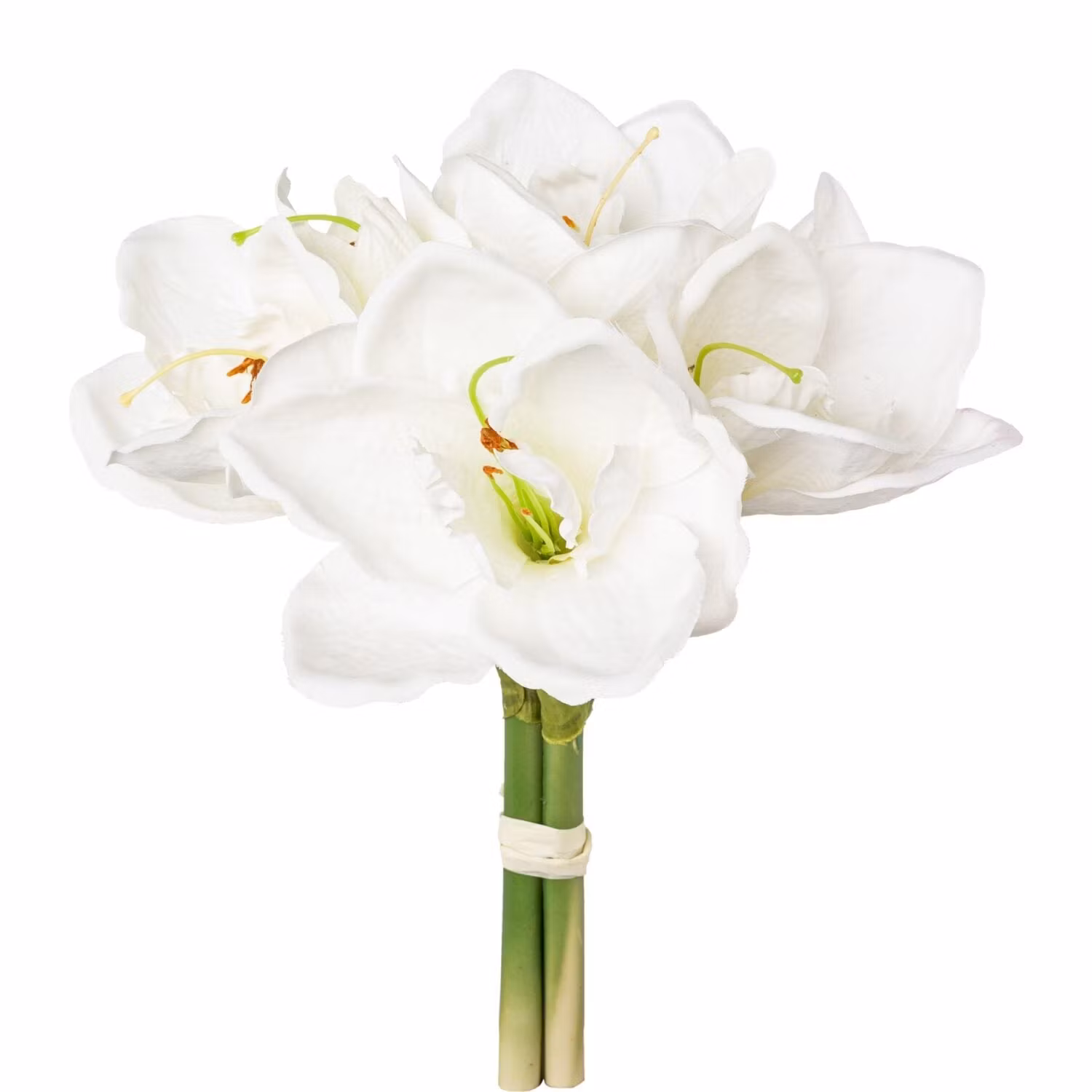 Amaryllis Hvid 3 stk.