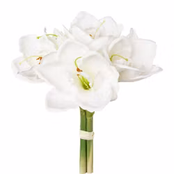 Amaryllis Hvid 3 stk.