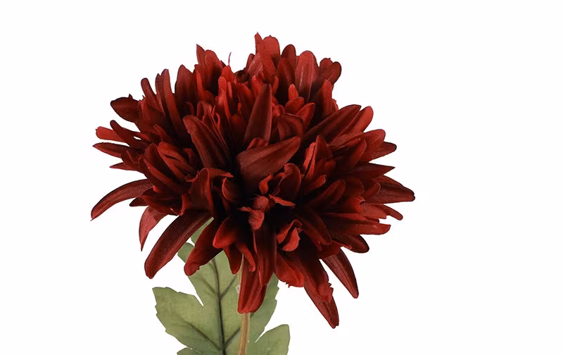 Chrysanthemum Mørk rød