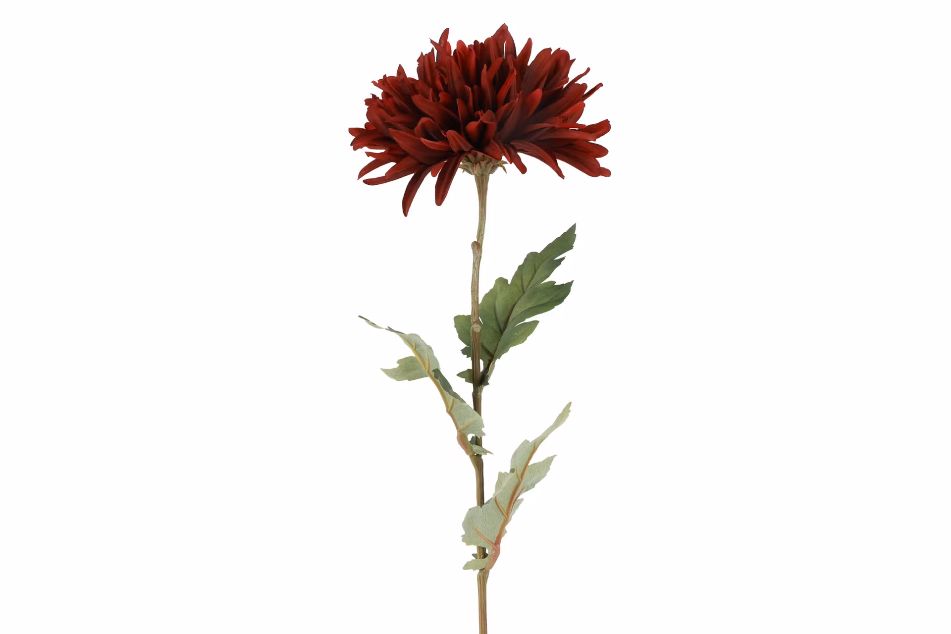 Chrysanthemum Mørk rød