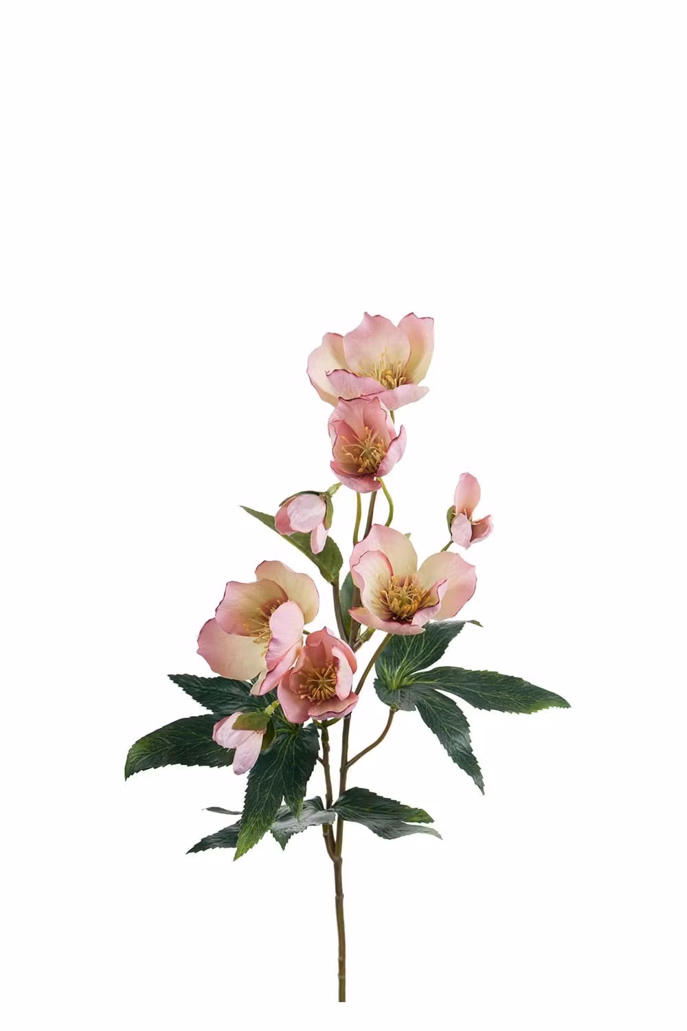 Jule rose Rosa
