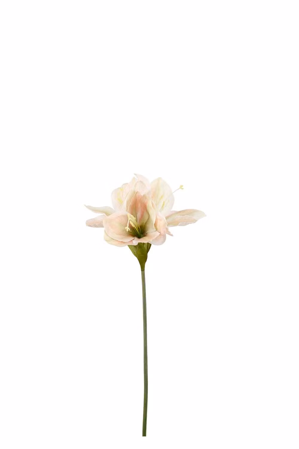 Amaryllis lysgul