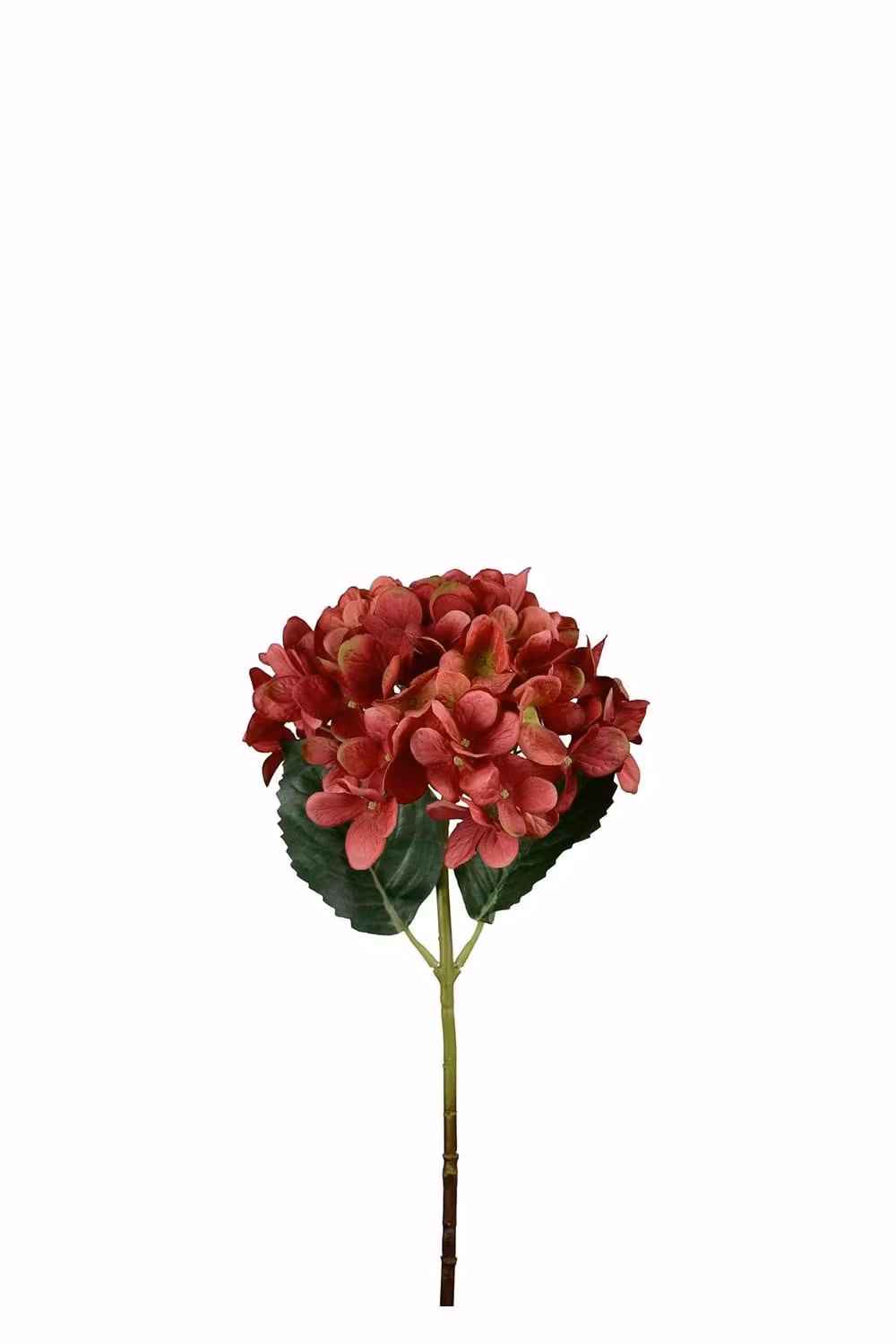 Hortensia rød