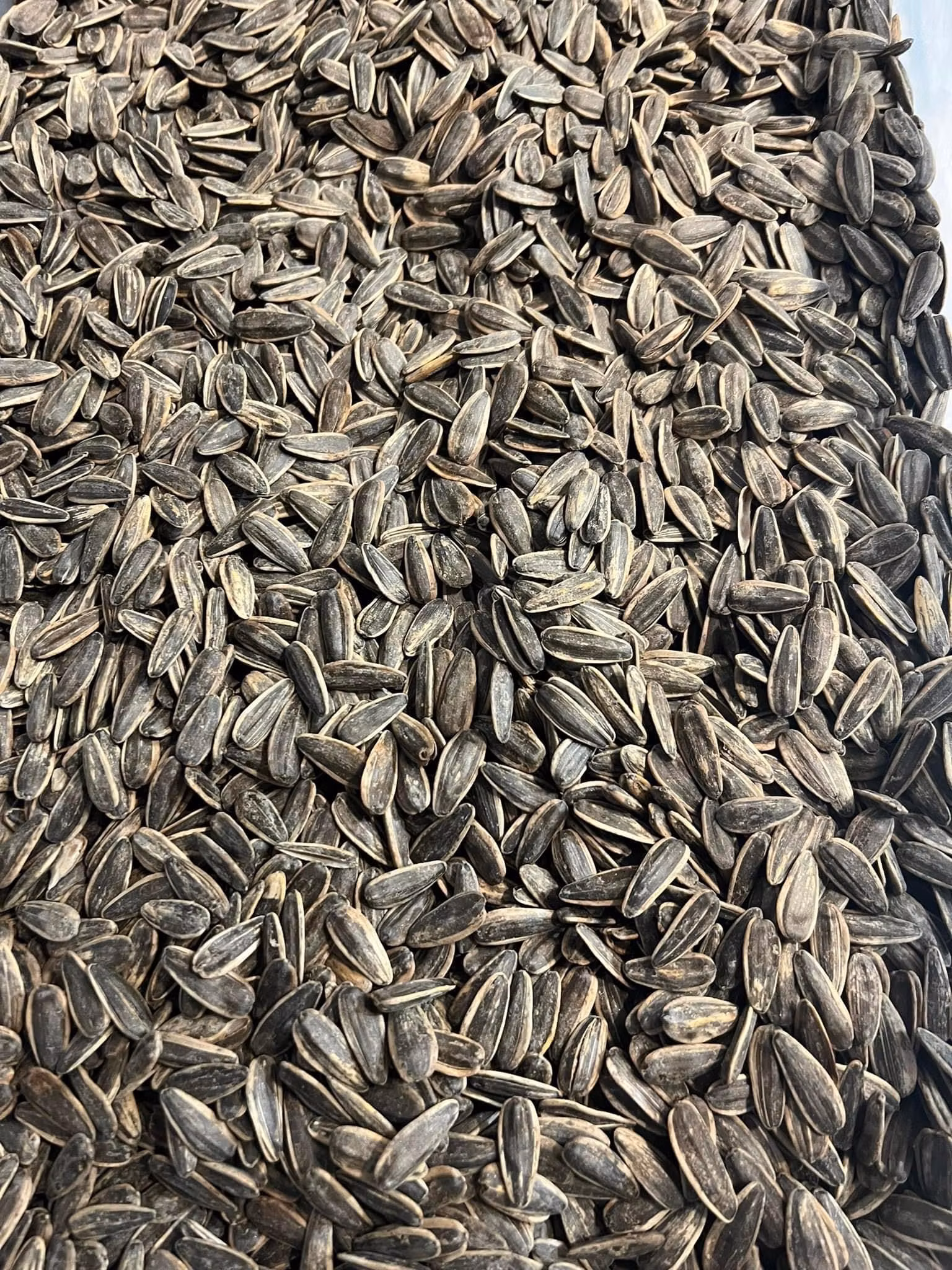Saltet Solsikkefrø 1000g