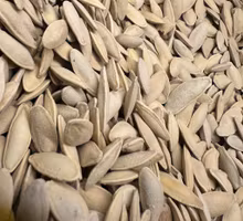 Saltet Squash frø 1000g بزر كوسا
