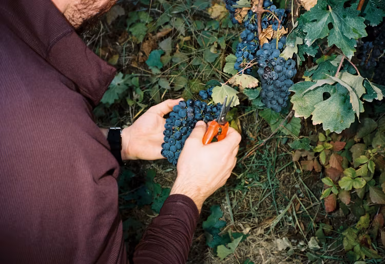 Bli fatägare 2025 - Syrah från Faugères