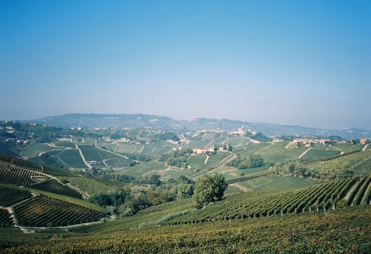 Bli fatägare 2026 - Furmint (24 flaskor)