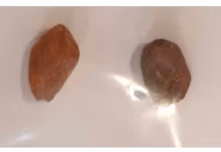 Rav