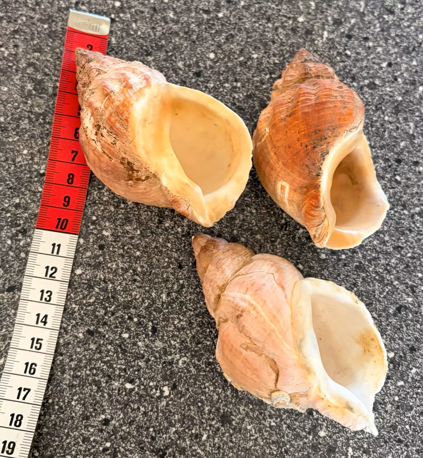 Sneglehuse – 3 stk. i rosa og brune naturfarver, ca. 9 cm