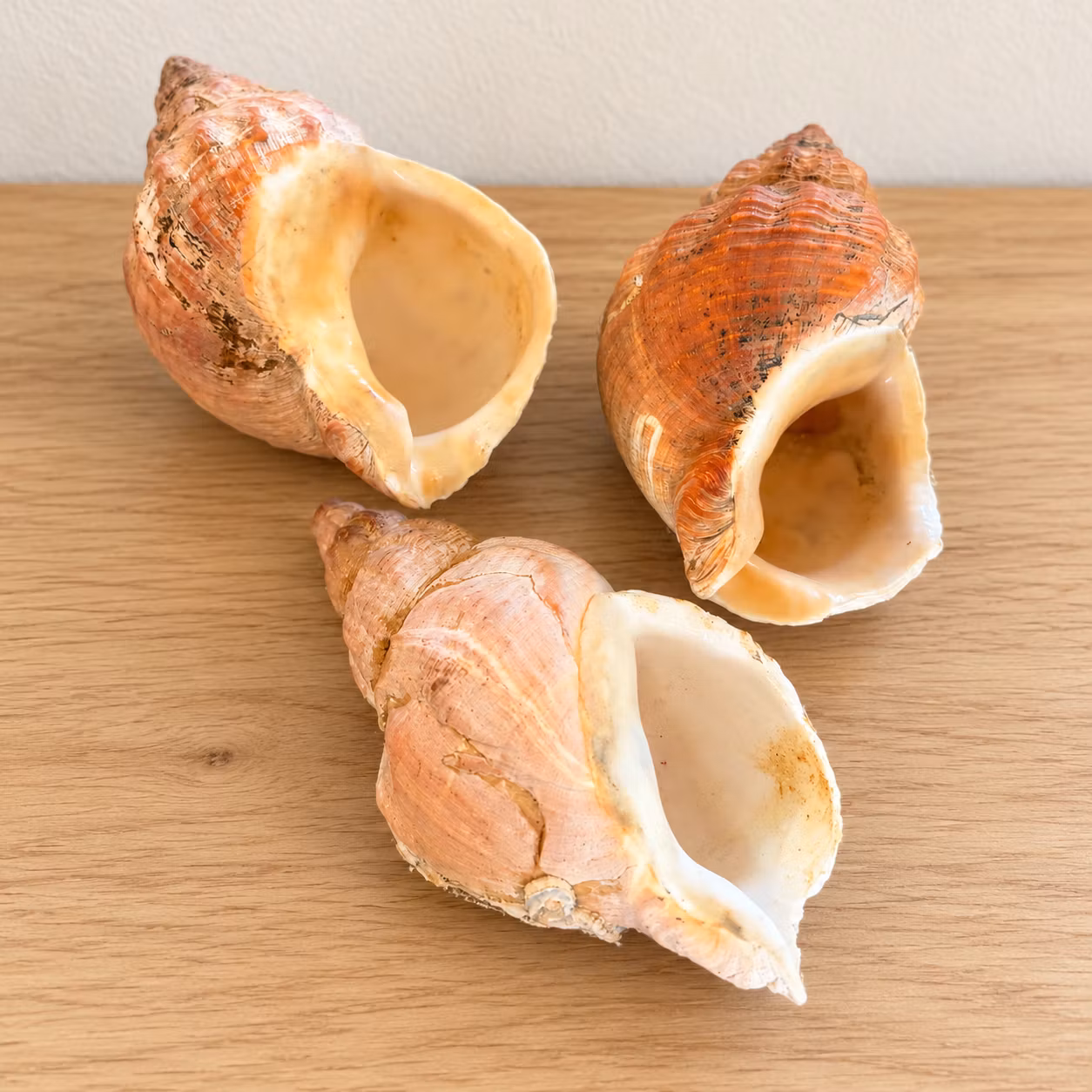 Sneglehuse – 3 stk. i rosa og brune naturfarver, ca. 9 cm