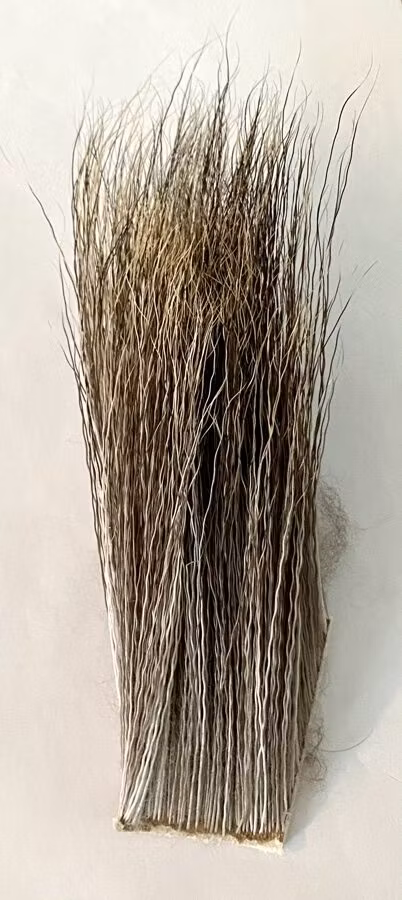 Älg kroppshår