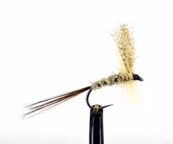 Atherton No:5 #14