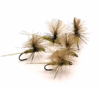 Dagslända Dun Olive