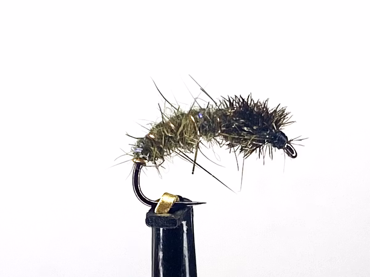 Påfågelpuppa