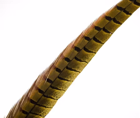 Fasantupp mittre stjärtfiber Veniard