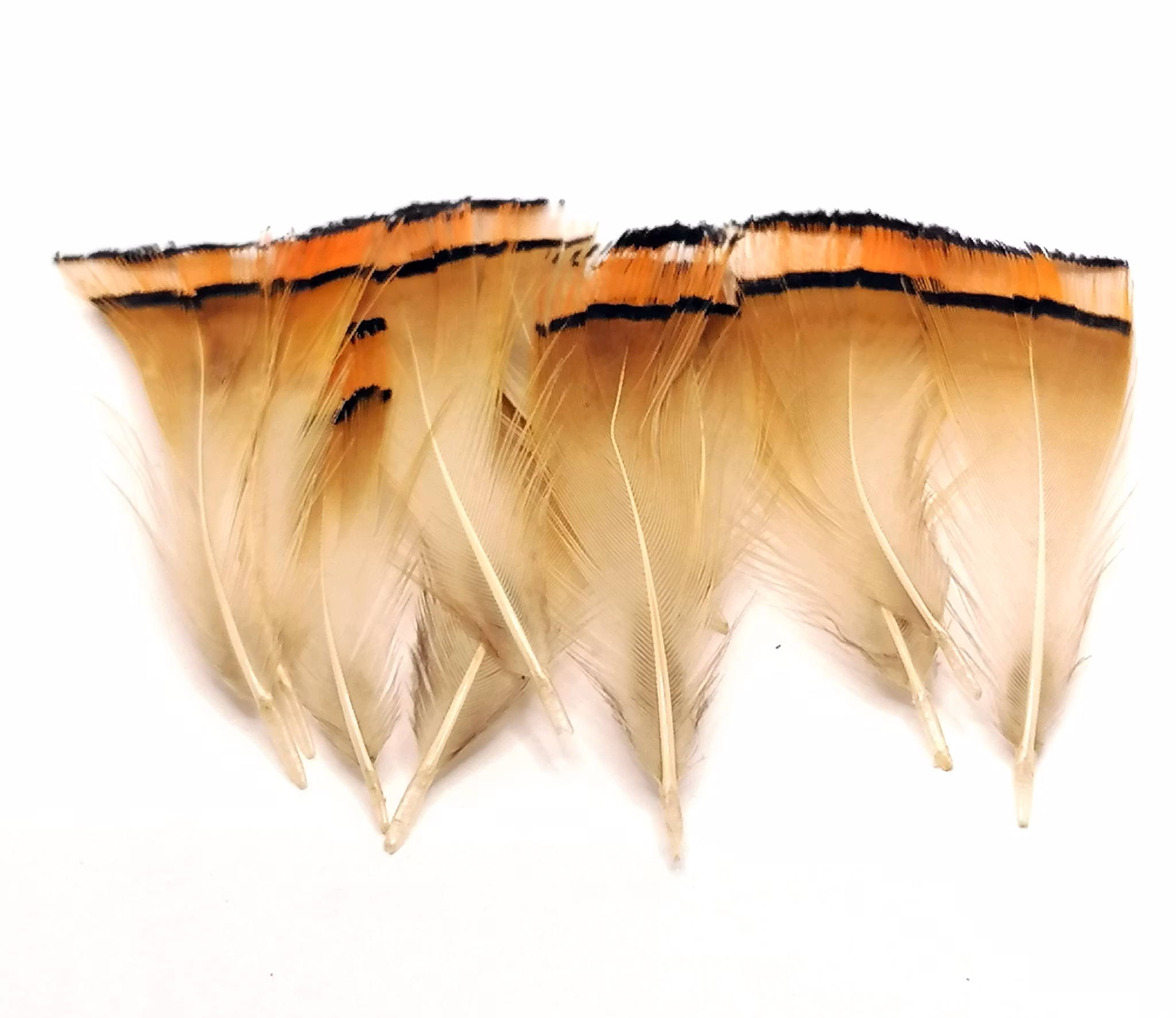 Guldfasan Tippets