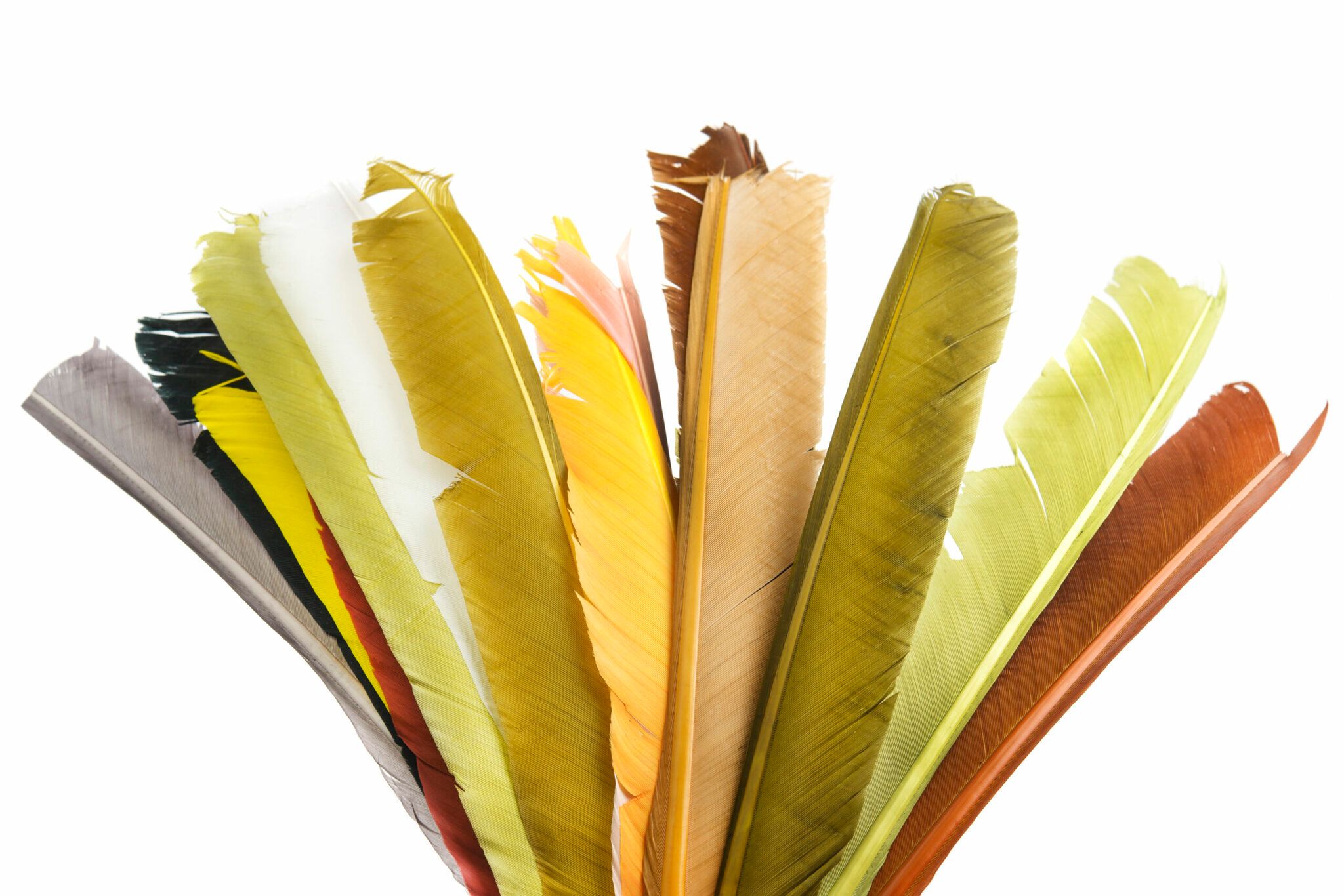 Turkey Biot Quills - Hareline