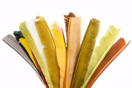Turkey Biot Quills - Hareline