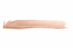 Turkey Biot Quills - Hareline